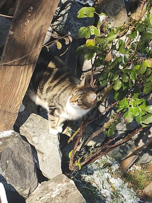 Chambre Ou Gite Dans Une Maison De Montagne - De Suzon A Zelie Entraigues  エクステリア 写真